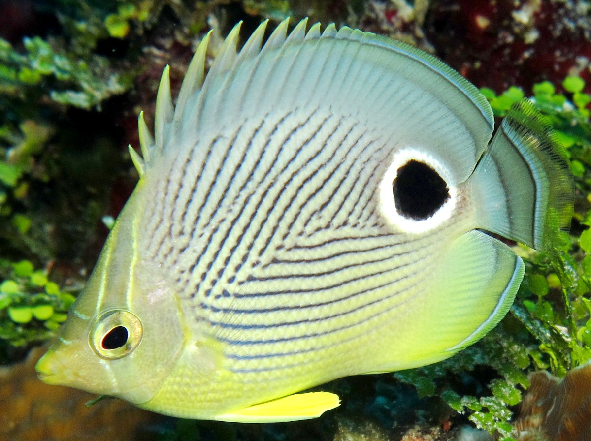 Foureye Butterflyfish